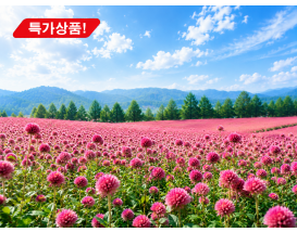 [C-68C] 양주 천만송이 천일홍축제+동두천 치유의 숲