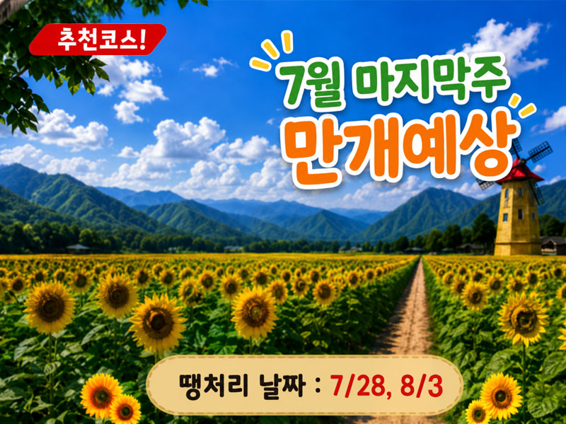 [C-70] 태백 해바라기축제+국내최초 건식동굴 용연동굴+한강발원지 검룡소