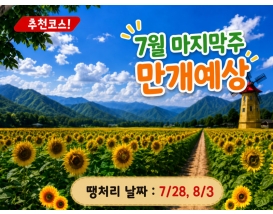 [C-70] 태백 해바라기축제+국내최초 건식동굴 용연동굴+한강발원지 검룡소