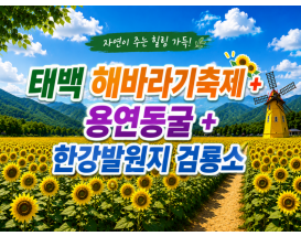 [C-70] 태백 해바라기축제+국내최초 건식동굴 용연동굴+한강발원지 검룡소