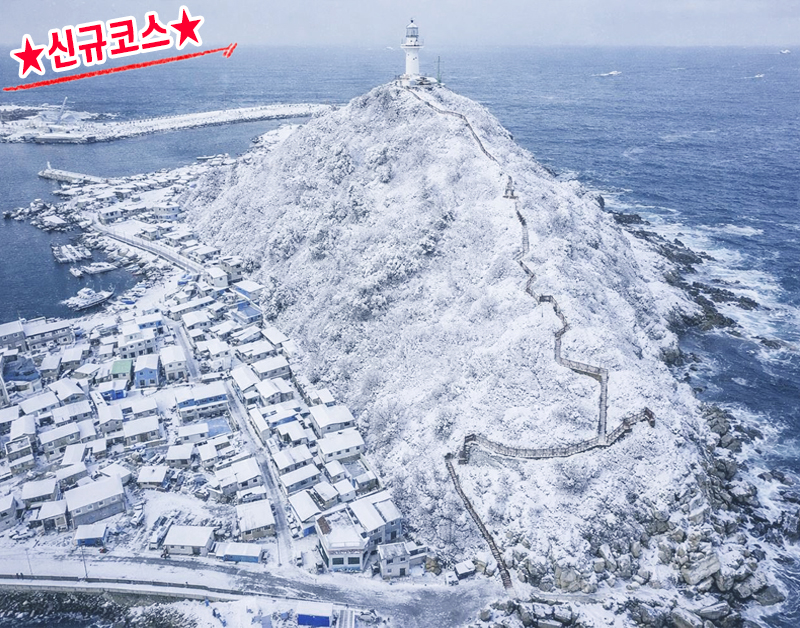 [C-85D] 2026 신규상품! 영덕 100대명품숲 벌영리 메타세콰이어숲+죽도산 전망대
