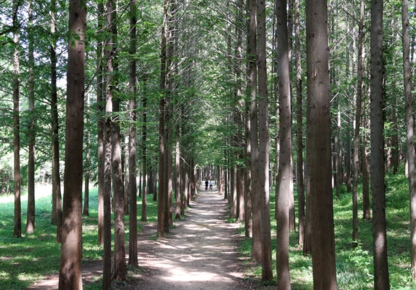 [C-85D] 2026 신규상품! 영덕 100대명품숲 벌영리 메타세콰이어숲+죽도산 전망대