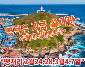 [C-85D] 2026 신규상품! 영덕 100대명품숲 벌영리 메타세콰이어숲+죽도산 전망대