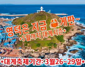 [C-85D] 2026 신규상품! 영덕 100대명품숲 벌영리 메타세콰이어숲+죽도산 전망대