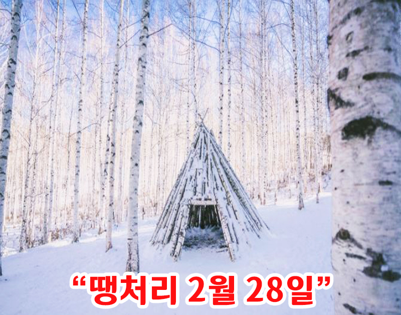 [C-87D] 인제 자작나무 숲 설경여행+설악항&설악해맞이공원+울산바위뷰 카페