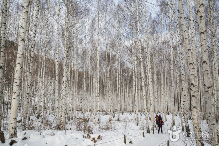 [C-87D] 인제 자작나무 숲 설경여행+설악항&설악해맞이공원+울산바위뷰 카페