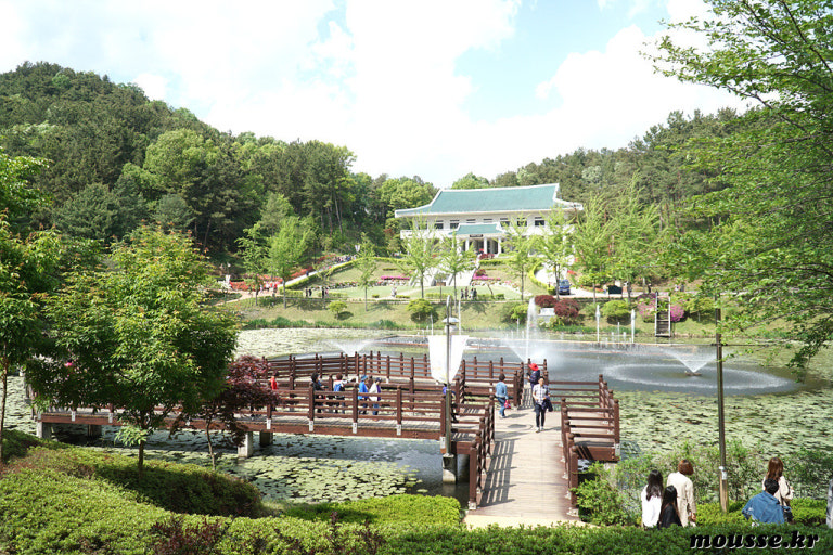 [C-93A] 청남대 영춘제 봄꽃+증평 보강천 꽃축제+좌구산 구름다리