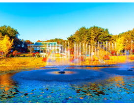 [C-93C] 청남대 국화축제&단풍+좌구산 족욕&꽃차&명상구름다리+보강천 미루나무숲
