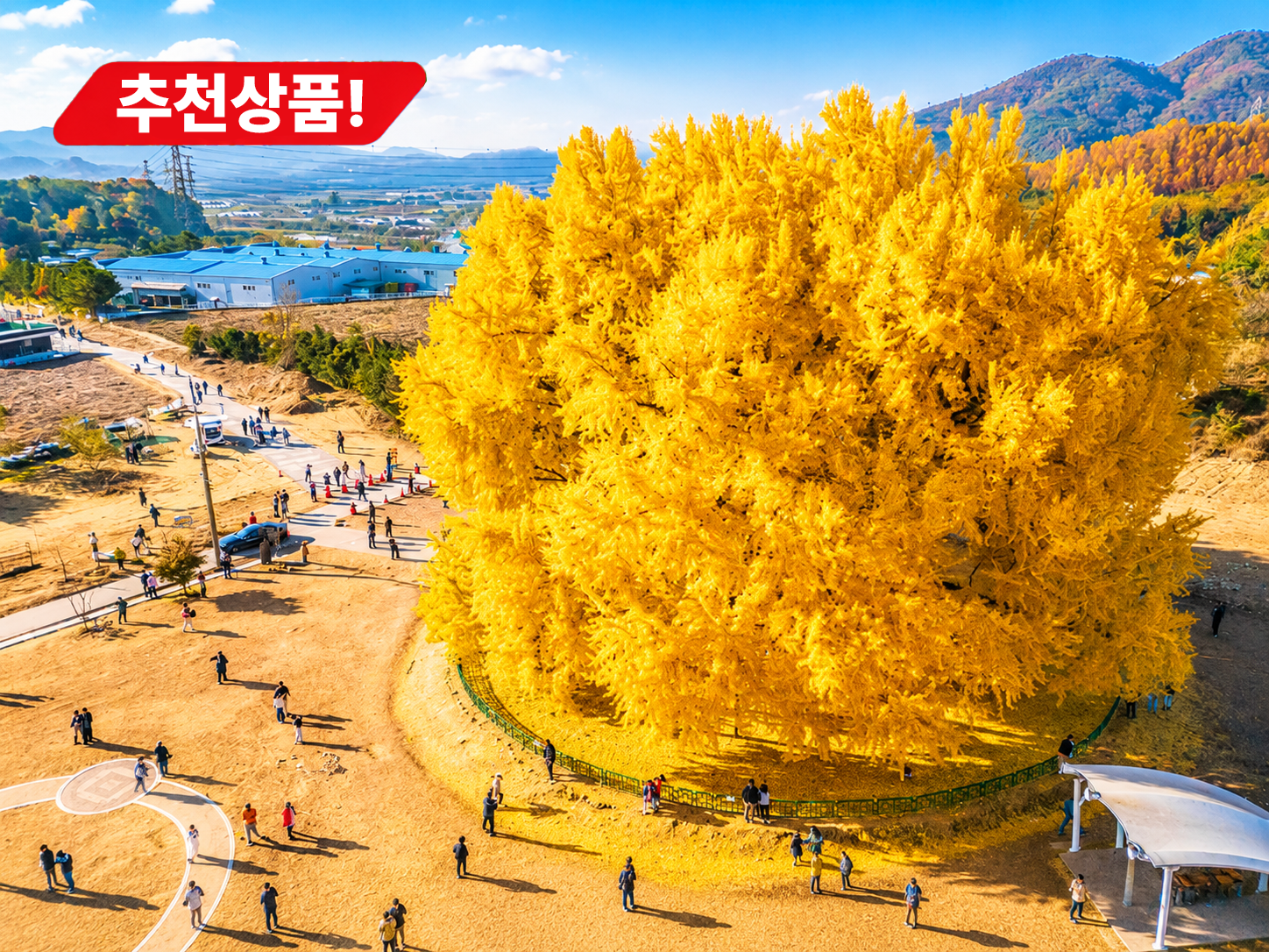 [C-96C] 원주반계리은행나무+소금산단풍케이블카+동화마을가을꽃축제
