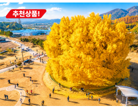 [C-96C] 원주반계리은행나무+소금산단풍케이블카+동화마을가을꽃축제