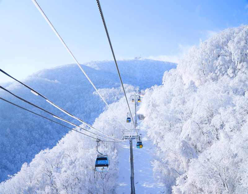 [C-99D] 발왕산 케이블카+삼양라운드힐 설경