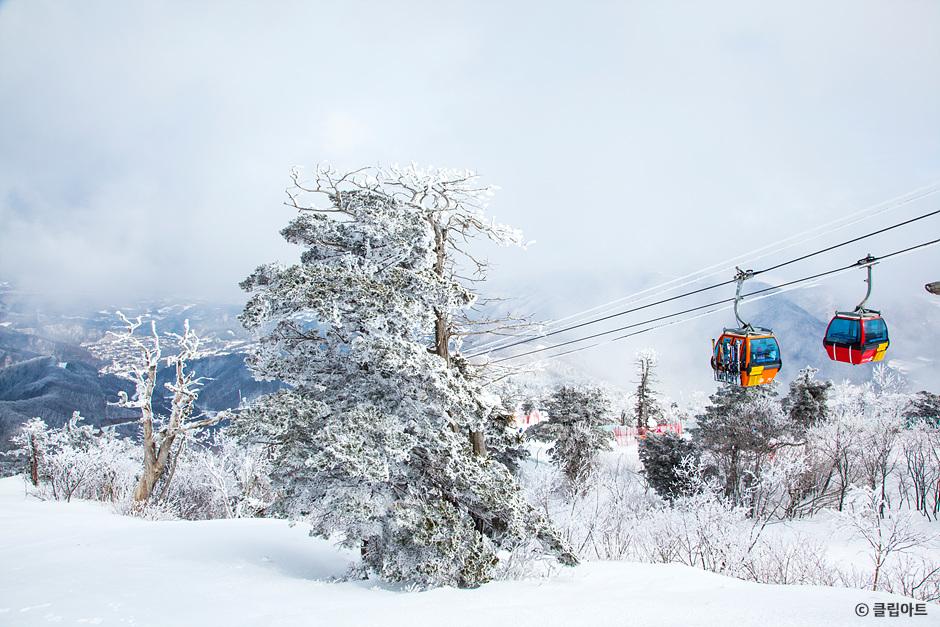 [C-99D] 발왕산 케이블카+삼양라운드힐 설경