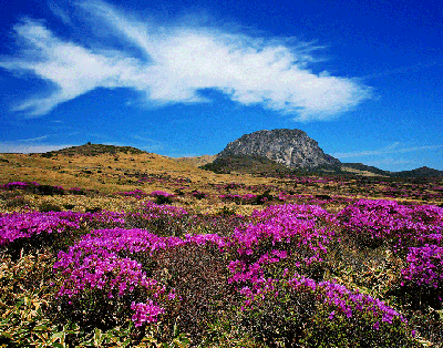 [JP-04] 제주도 백록담 힐링 투어 *노팁&노옵션*