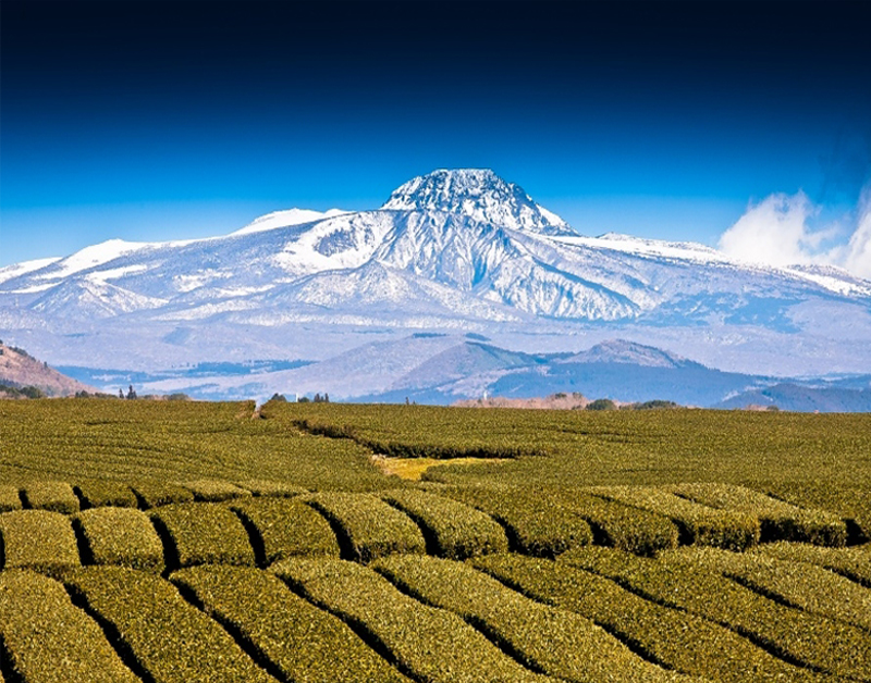 [JP-04] 제주도 백록담 힐링 투어 *노팁&노옵션*