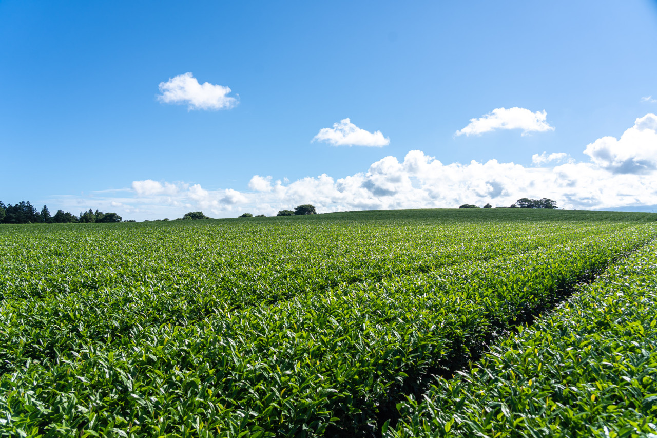 [JP-44A] 전일정 노팁,노옵션! 4월 제주도 봄 2박3일 패키지