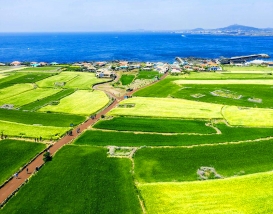 [JP-44A] 전일정 노팁,노옵션! 4월 제주도 봄 2박3일 패키지