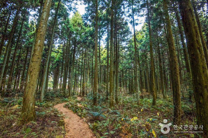 [JP-77B] 홈쇼핑따라잡기! 제주도 2박3일 특가패키지(10인이상 출발)