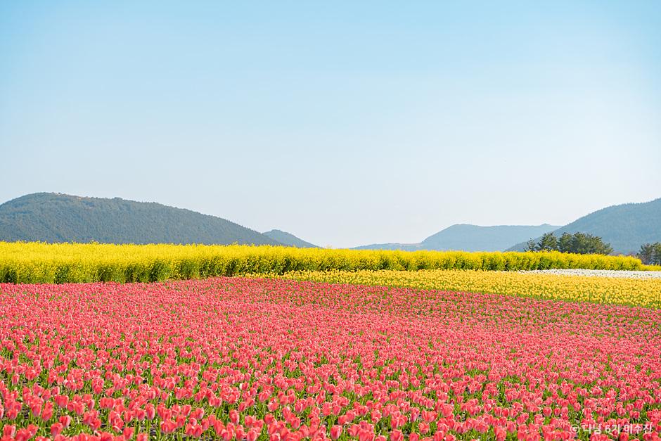 [JPD-33A] 26년 3월 제주도 봄꽃 당일여행 특가패키지