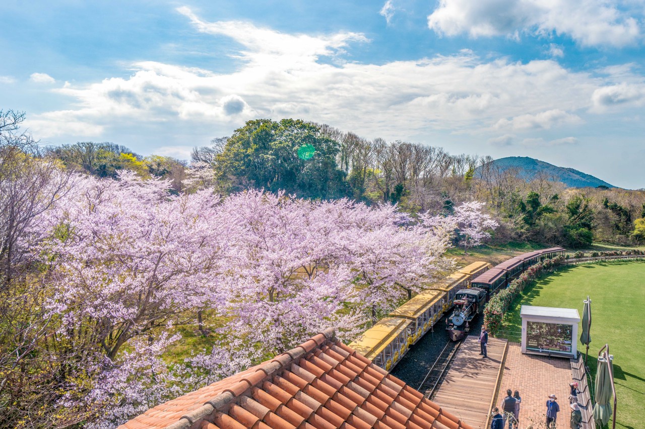 [JPD-33A] 26년 3월 제주도 봄꽃 당일여행 특가패키지