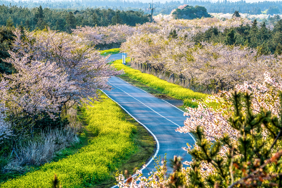 [JPD-33A] 26년 3월 제주도 봄꽃 당일여행 특가패키지