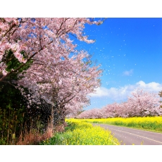 [JPD-33A] 26년 3월 제주도 봄꽃 당일여행 특가패키지