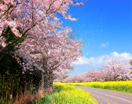 [JPD-33A] 26년 3월 제주도 봄꽃 당일여행 특가패키지