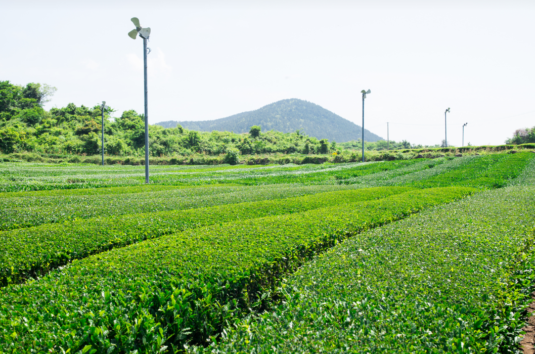 [JPD-44A] 26년 4월 제주도 당일여행 특가패키지
