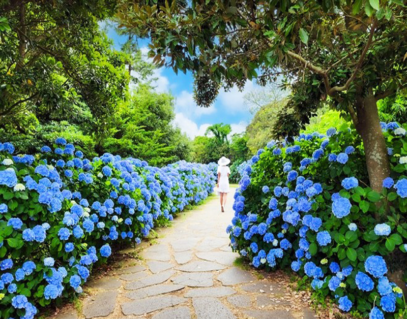 [JPD-66B] 제주도 6월 수국축제 당일여행 특가패키지