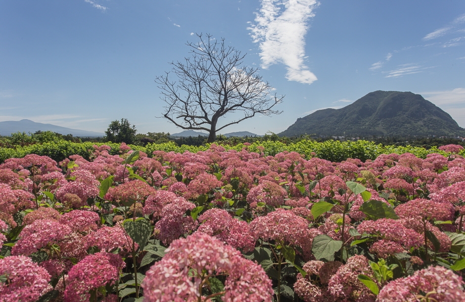 [JPD-66B] 제주도 6월 수국축제 당일여행 특가패키지
