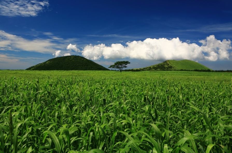 [JPD-66B] 제주도 6월 수국축제 당일여행 특가패키지