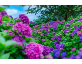 [JPD-66B] 제주도 6월 수국축제 당일여행 특가패키지