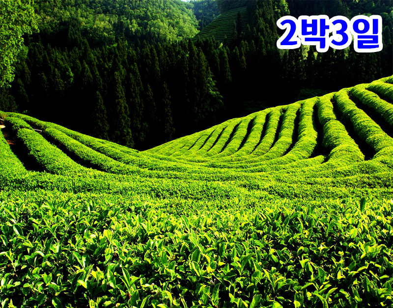 [K-1] 전남+해남+장흥+보성+여수 맛기행 일주 2박3일