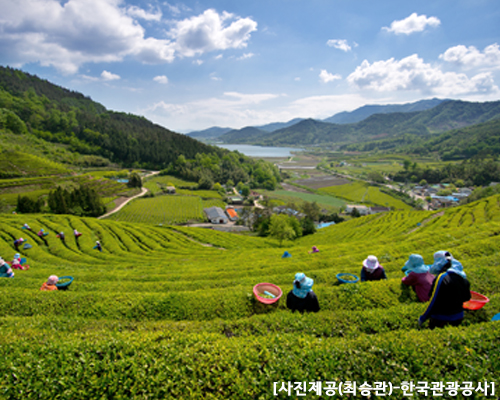 [T-2] 홍익여행사와 함께하는 보성+담양KTX 남도 기차여행