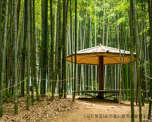 [T-2] 홍익여행사와 함께하는 보성+담양KTX 남도 기차여행