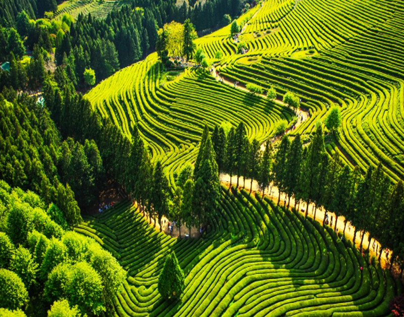 [T-2] 홍익여행사와 함께하는 보성+담양KTX 남도 기차여행