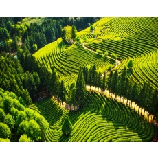 [T-2] 홍익여행사와 함께하는 보성+담양KTX 남도 기차여행