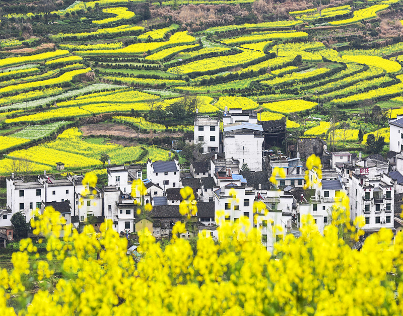 [W-16] 유채꽃 바다 중국 황령풍경구 4박5일