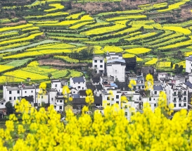 [W-16] 유채꽃 바다 중국 황령풍경구 4박5일