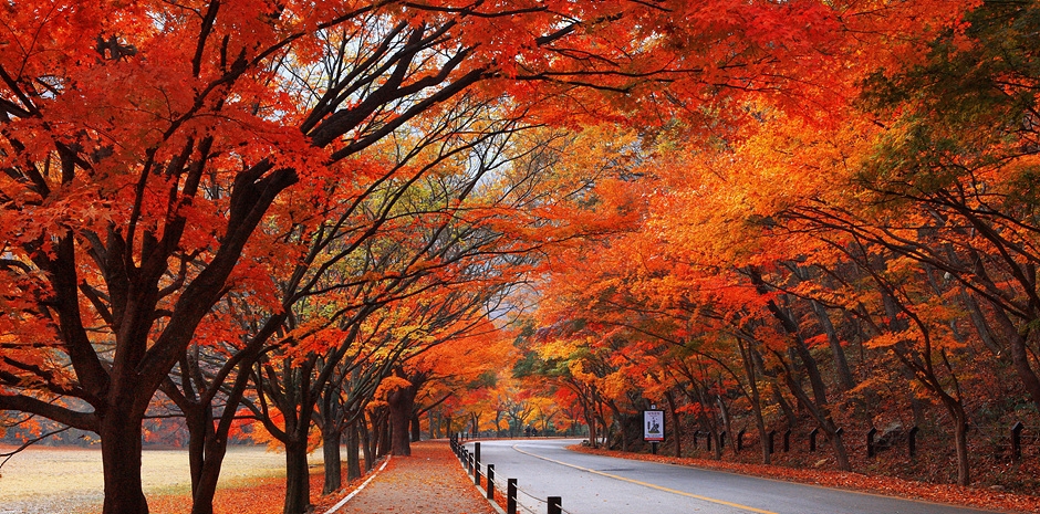 [B-18C] 내장산 국립공원 단풍+나주 1박2일