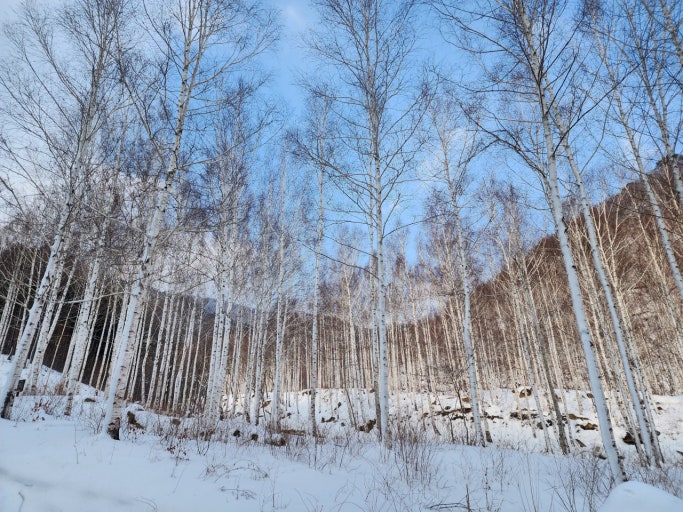 [B-26D] 영양 자작나무숲+청송 온천+포항 1박2일