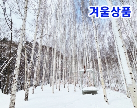 [B-26D] 영양 자작나무숲+청송 온천+포항 1박2일