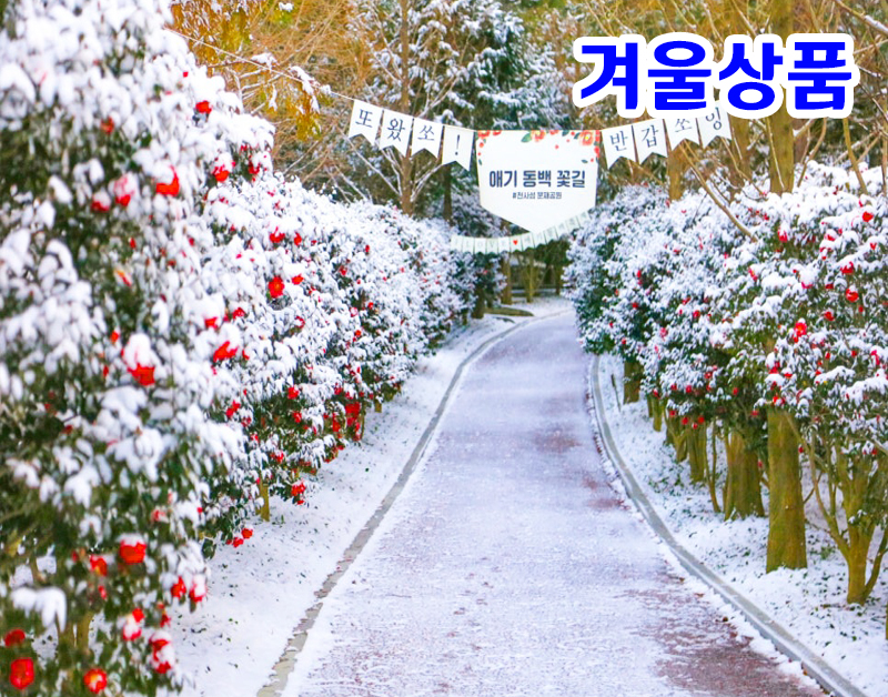 [B-70D] 신안 애기동백축제(축제기간 25년 12/19 ~ 26년 1/18일)+목포+해남+장흥 1박2일