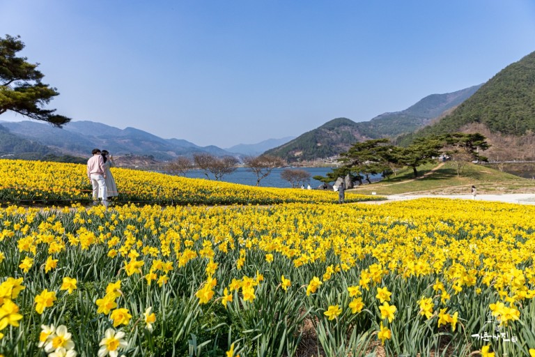 [C-108] 지리산 치즈랜드 호수뷰 수선화단지+구례 산수유마을+허브밸리&국악의 성지