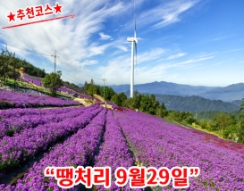 [C-115C] 추천코스 거창 감악산 아스타국화축제&무장애나눔길+창포원