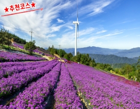 [C-115C] 추천코스 거창 감악산 아스타국화축제&무장애나눔길+창포원