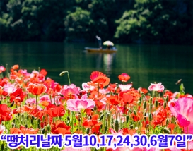 [C-121] 가평 북한강 전기크루즈+남이섬+자라섬 꽃 페스타