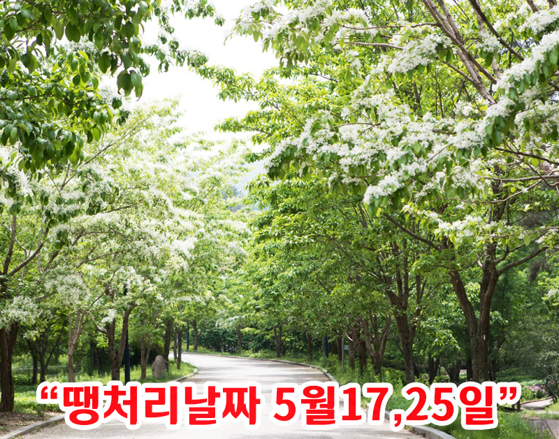 [C-128] 세종 베어트리파크 봄꽃+금강수목원이팝나무축제&붉은아카시아+영동 반야사