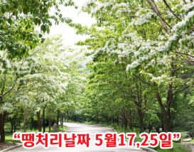 [C-128] 세종 베어트리파크 봄꽃+금강수목원이팝나무축제&붉은아카시아+영동 반야사