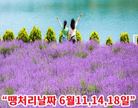 [C-131] 동해 라벤더명소 무릉별유천지+무릉계곡