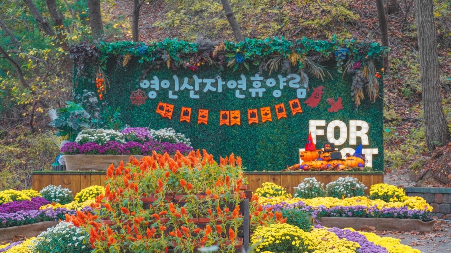 [C-146] 아산 은행나무길+영인산 자연휴양림+아산 레일바이크